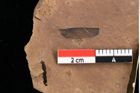 Foto (Detailansicht) von Pinus goethana Unger (NHMW-GEO-2024-0188-0287)